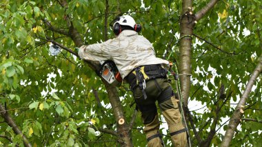 Tree Trimming and Pruning